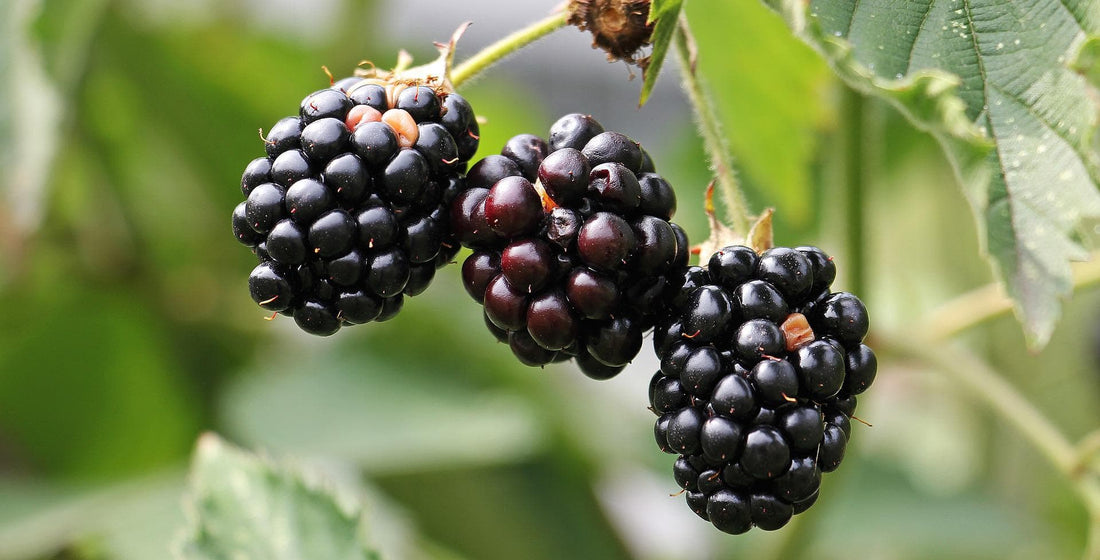 Wild berries
