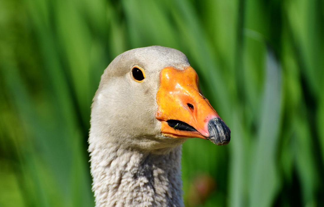 If it's good for the goose…