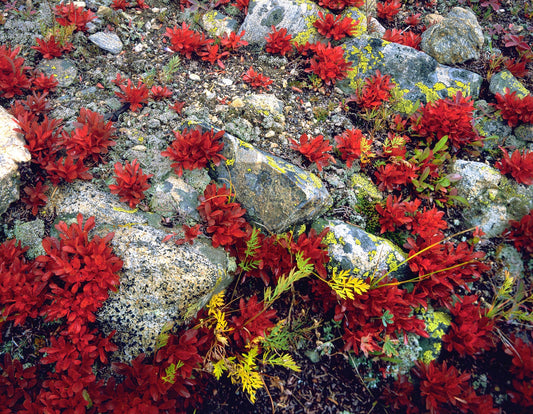 Life on the Rocks