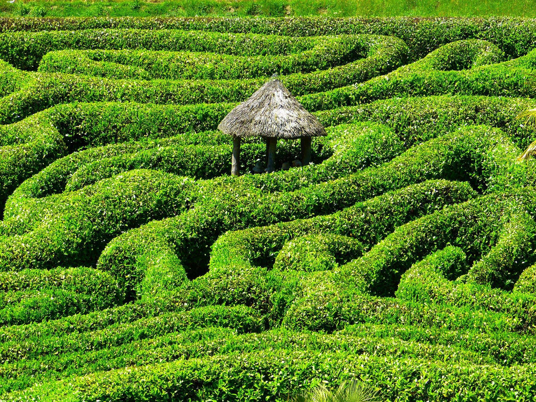 Escaping the maze