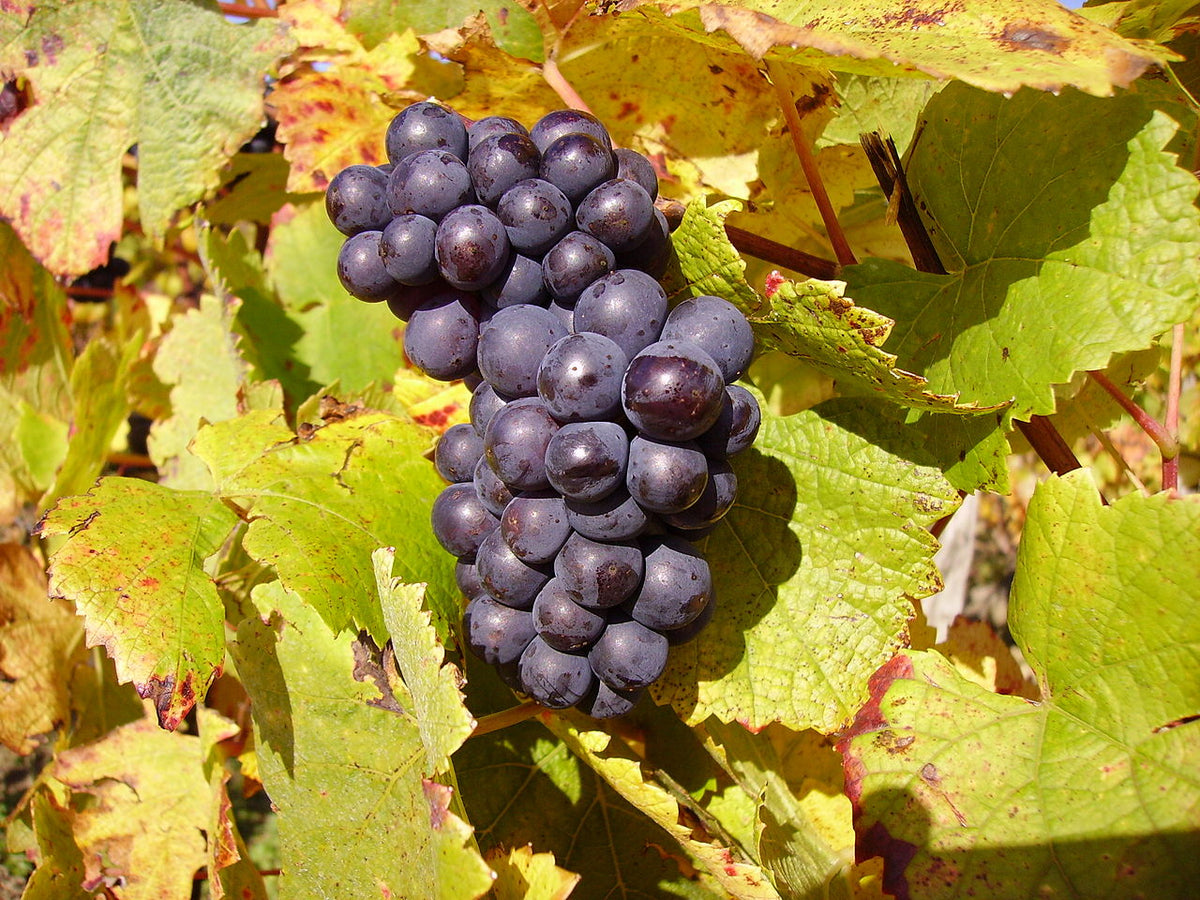 Sounds like wine