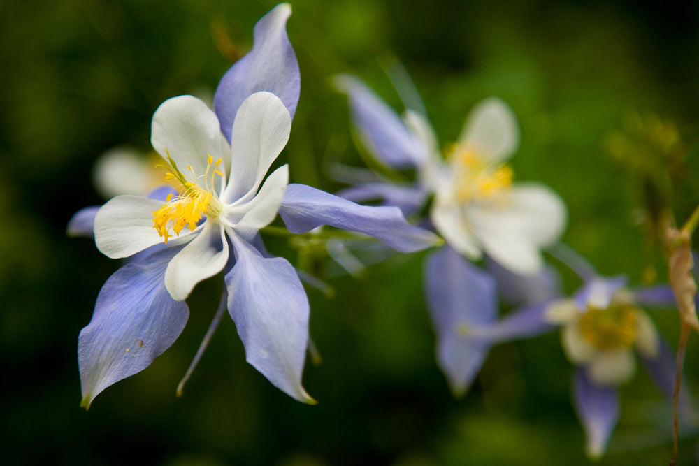 Colorado State Flower