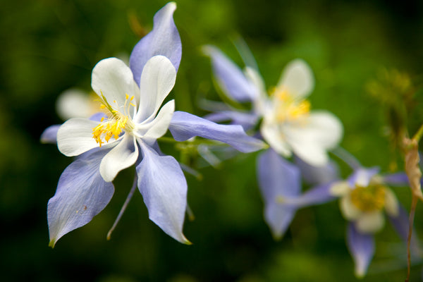 Columbine