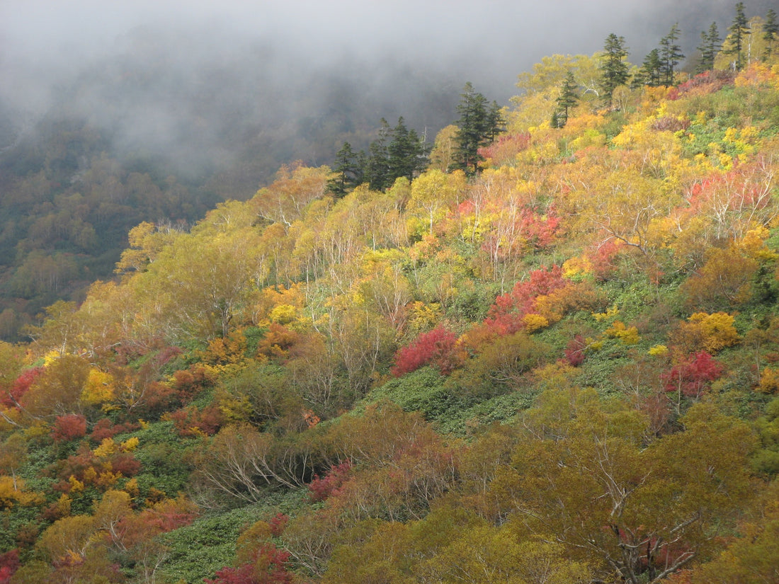 Fall