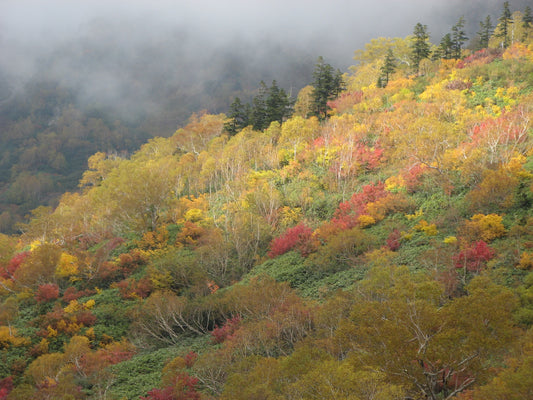 Fall