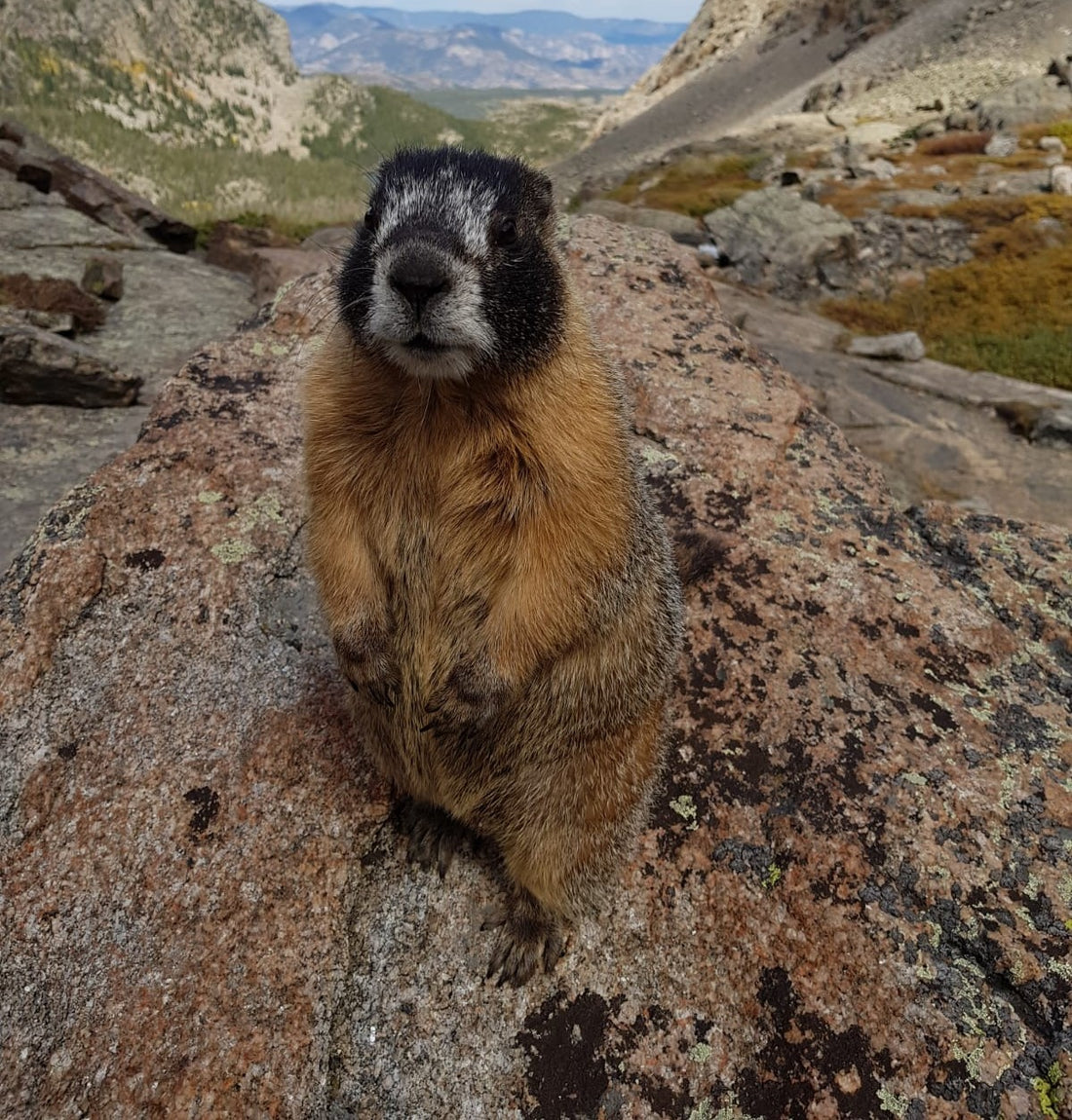 Marmot