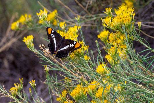 Adelpha Californica, Zion National Park