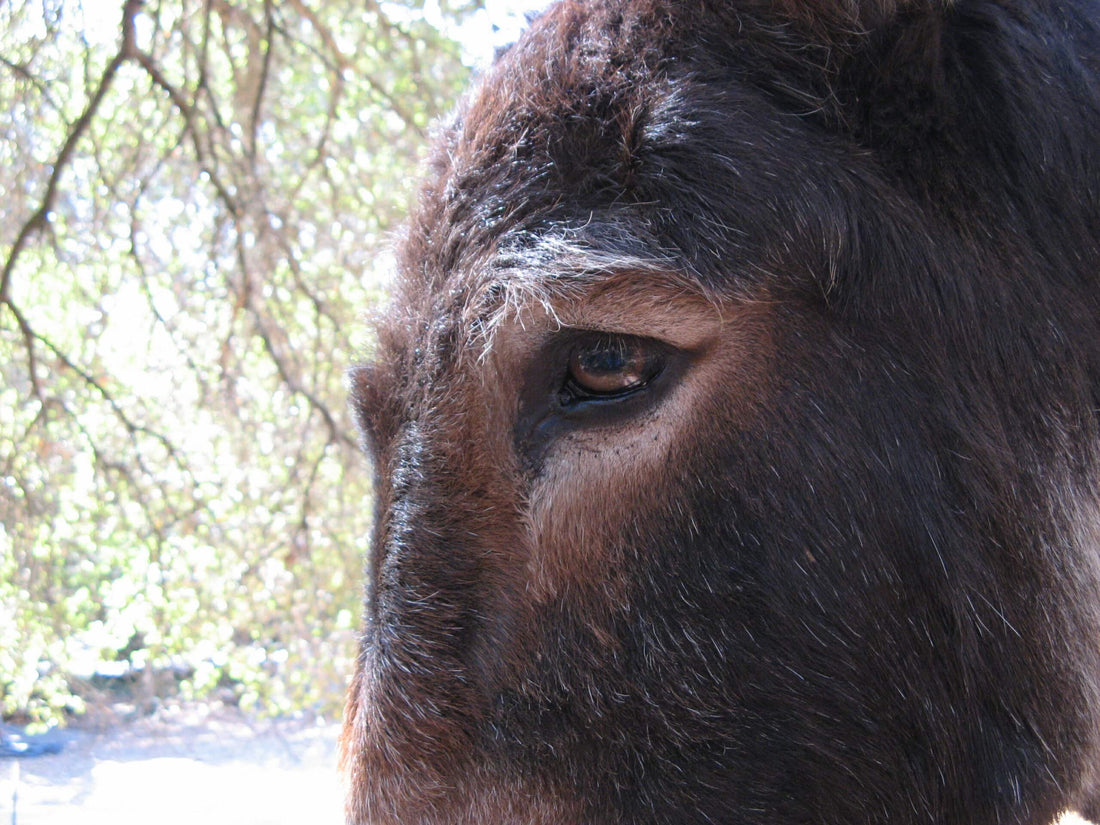 Eye of the...Donkey?