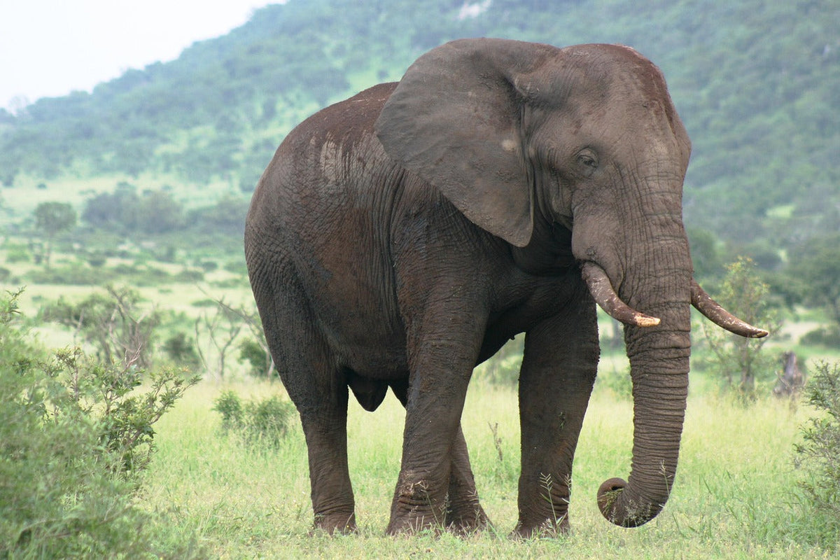 The elephant in the...