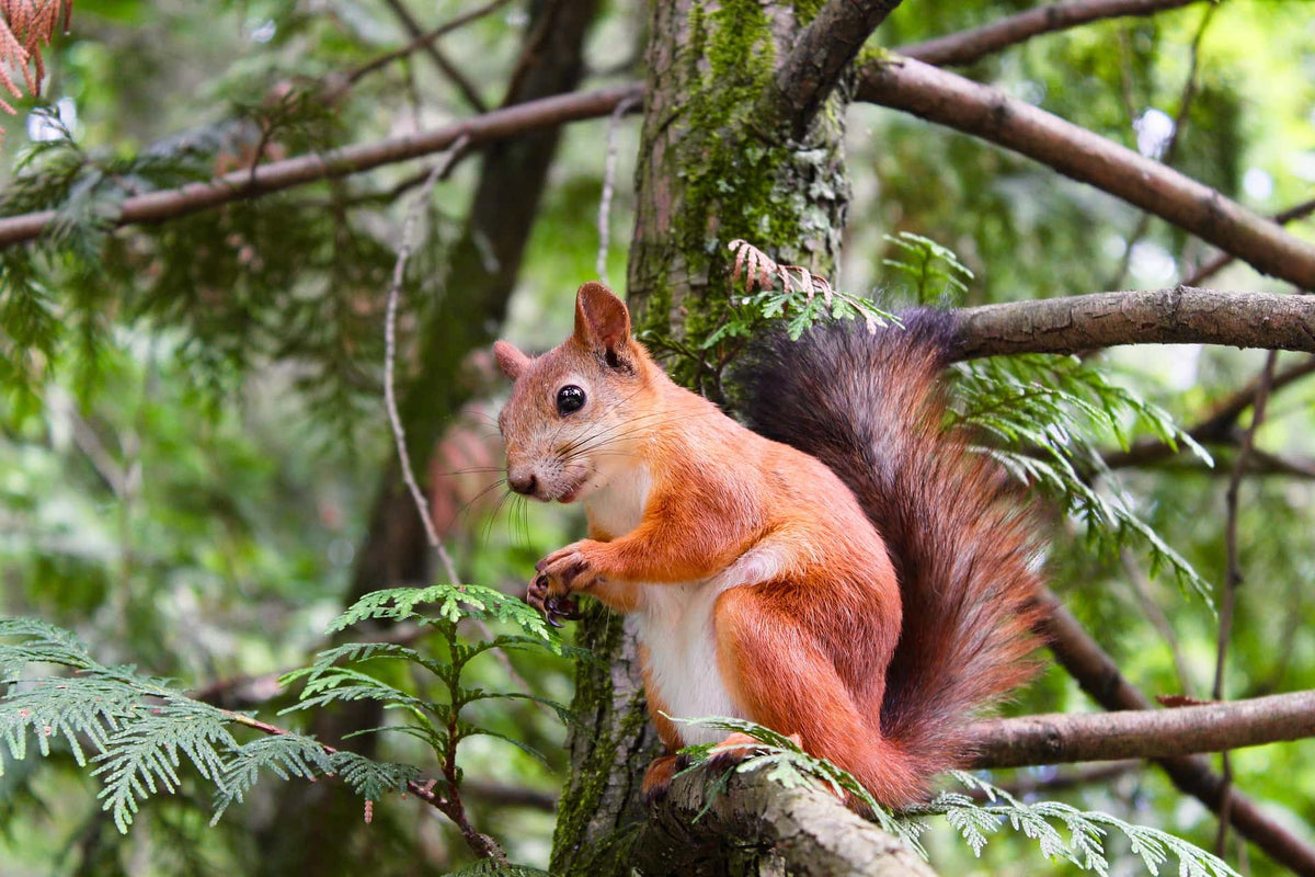 Blind squirrels