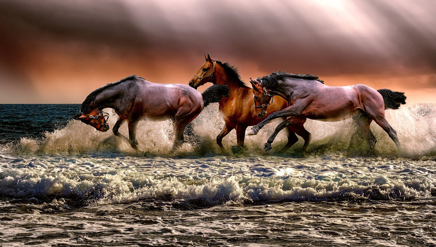 Hold your horses