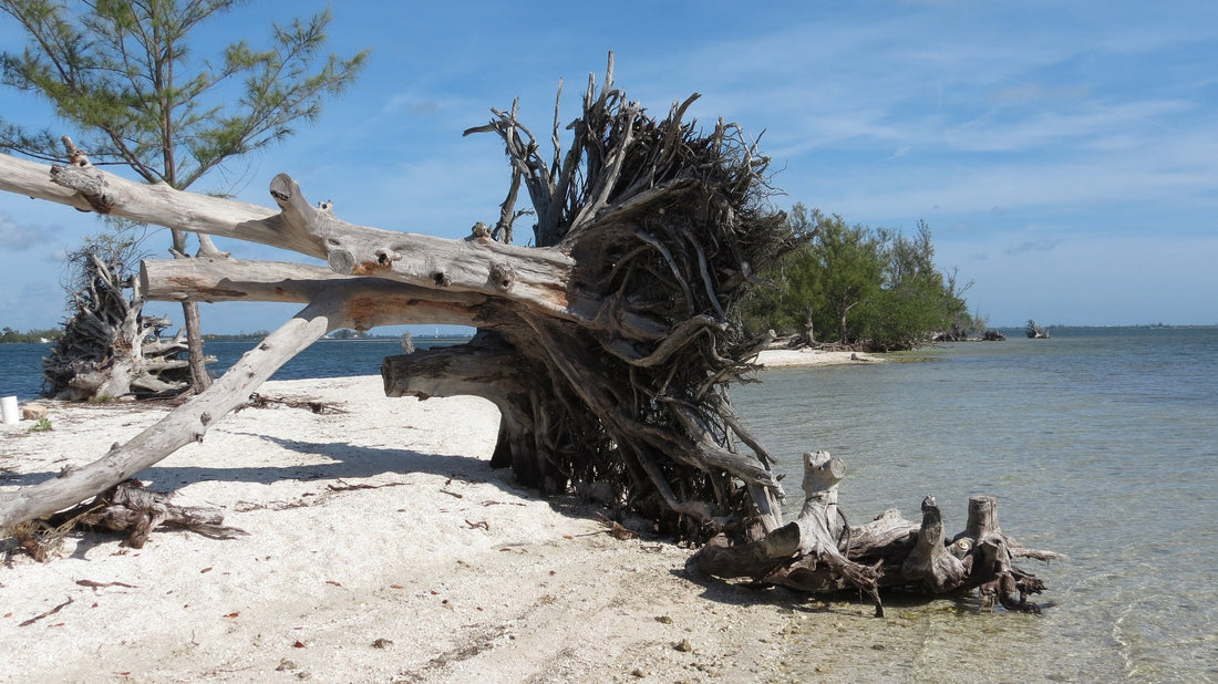 Desert Island Disc
