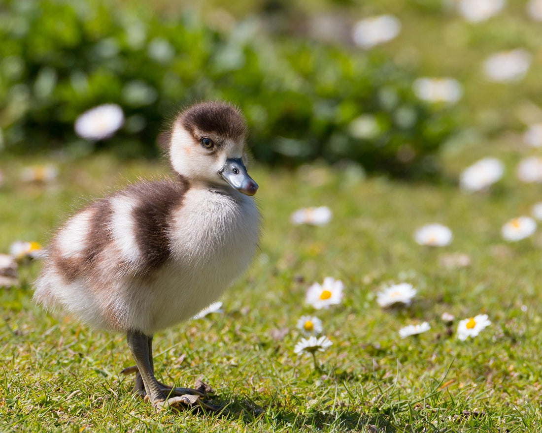 First steps
