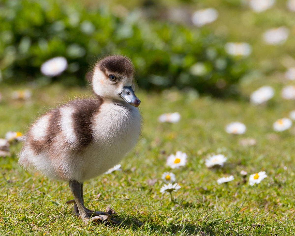 First steps