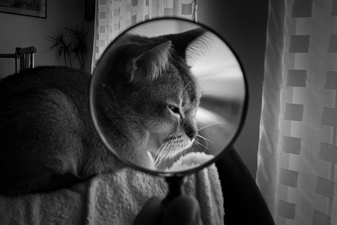 The magnifying glass
