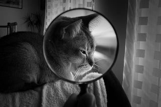 The magnifying glass