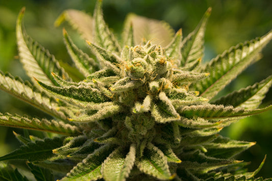 Is smoking weed before listening helpful?