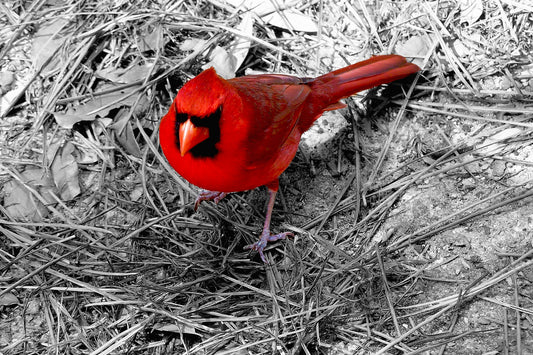 Cardinal Sinc