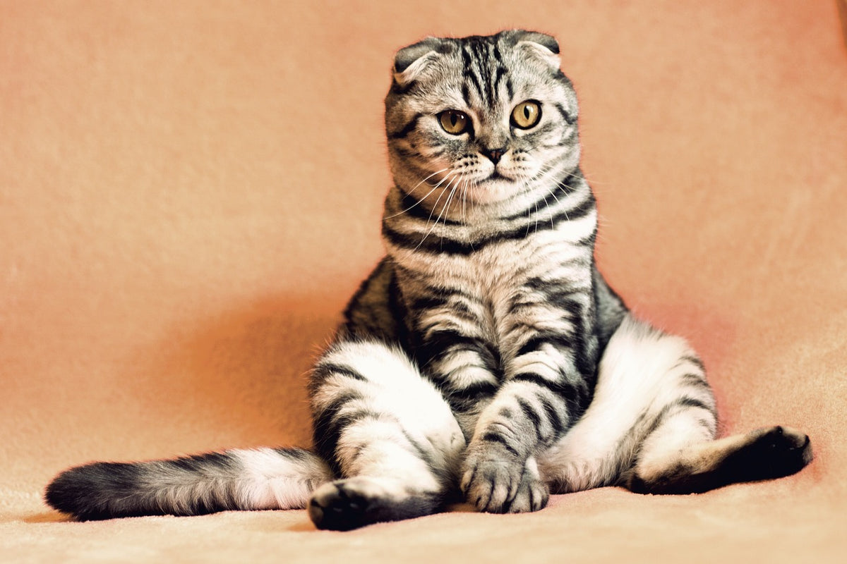 Audiophile catnip