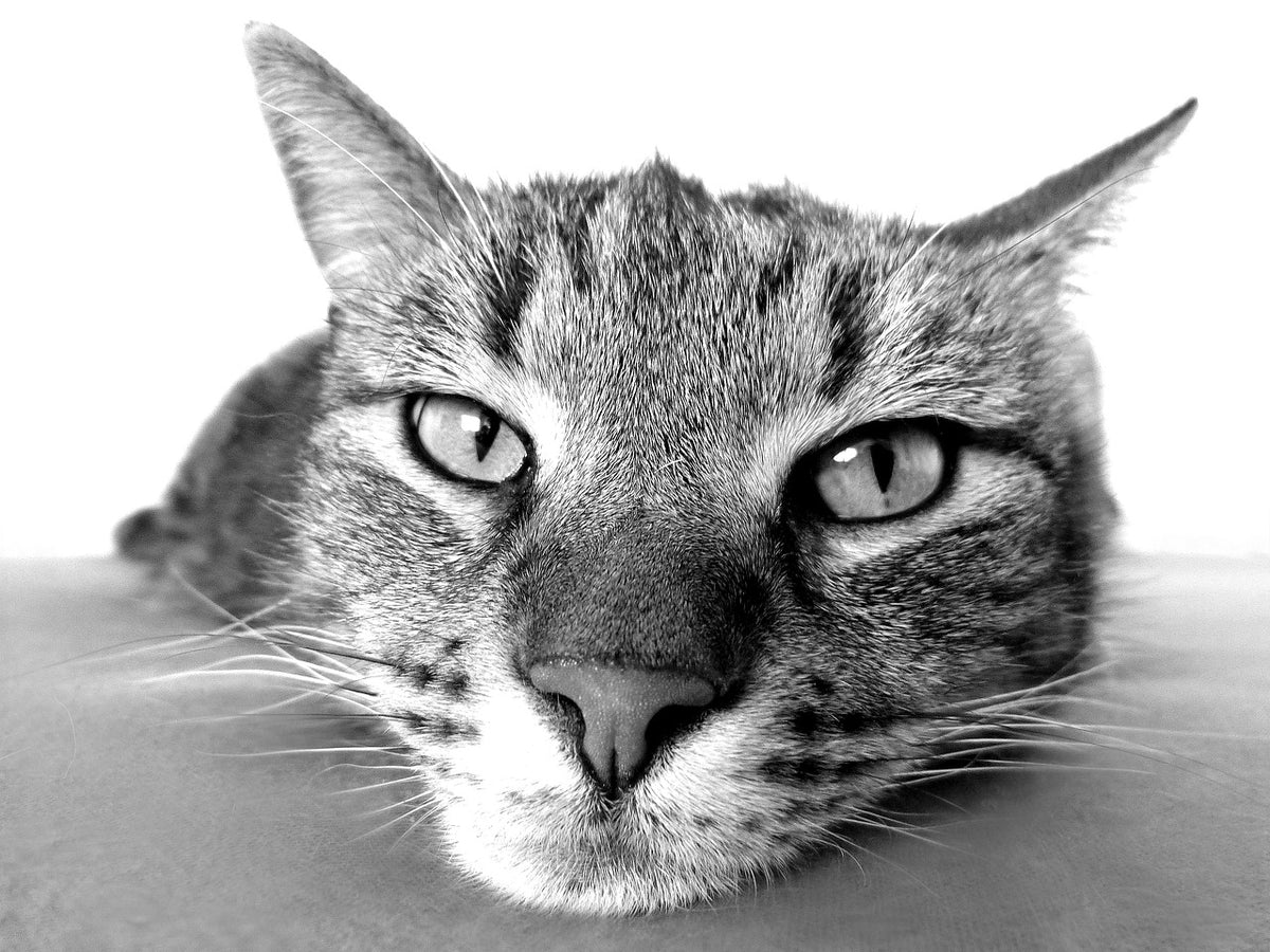Cats
