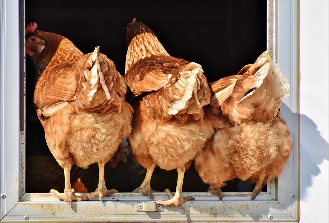 Organic chickens