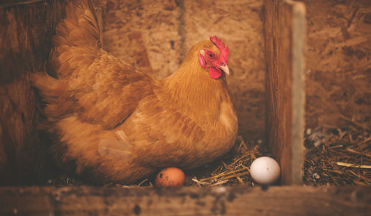 Chickens, Eggs, Sources, and Outputs