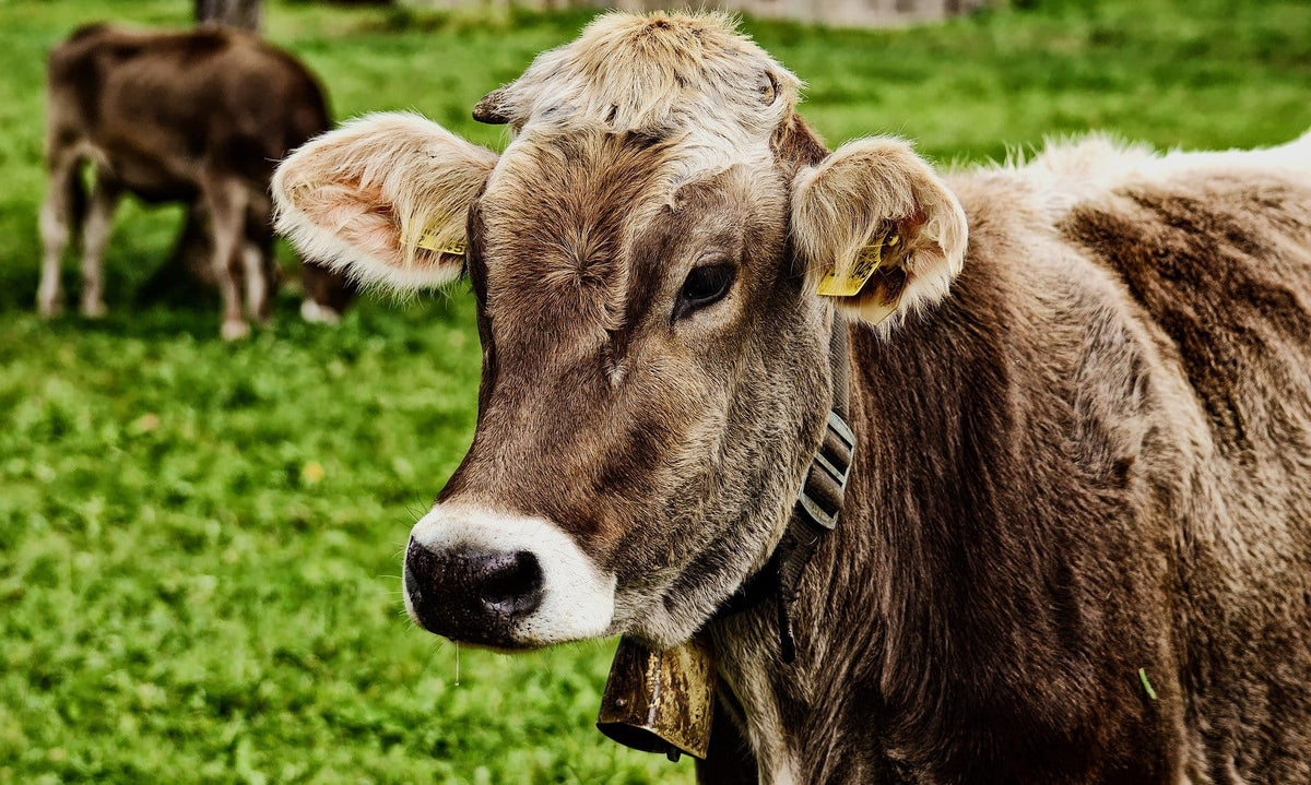Sacred cows
