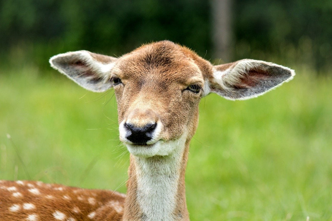 Hearing what others do not