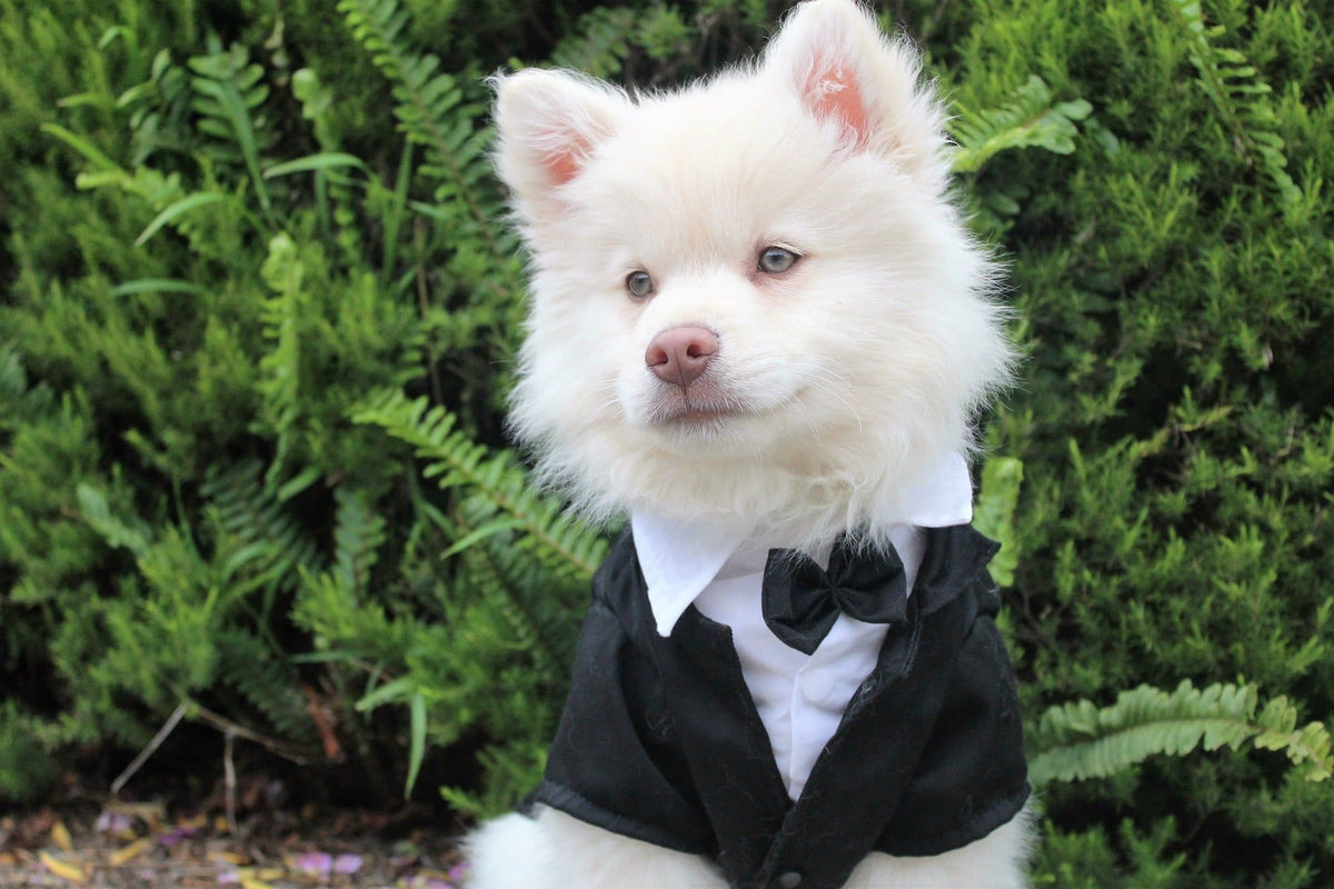 Fancy