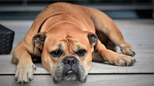 Has Paul McGowan become jaded?