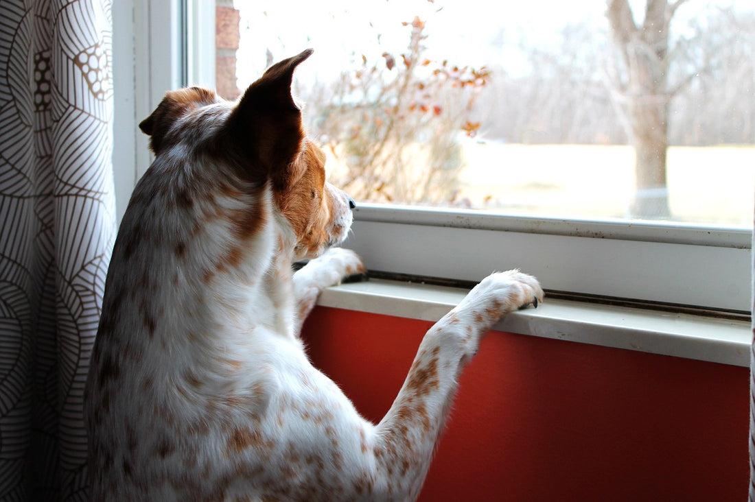 Anticipation