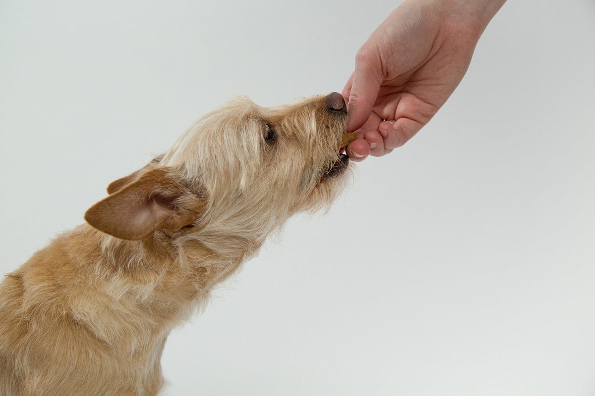 The reward
