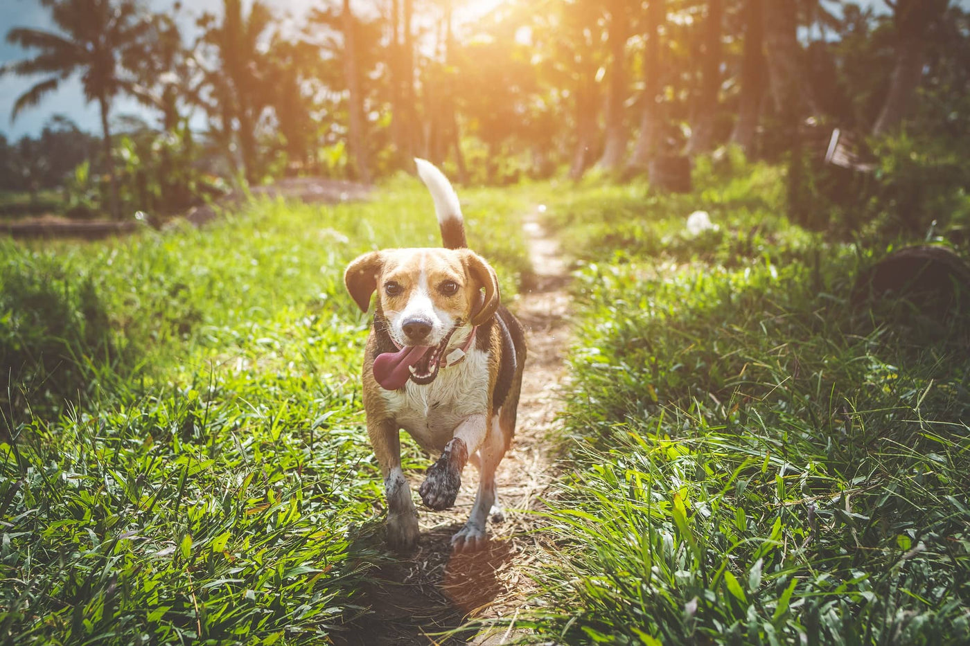 The bark fix