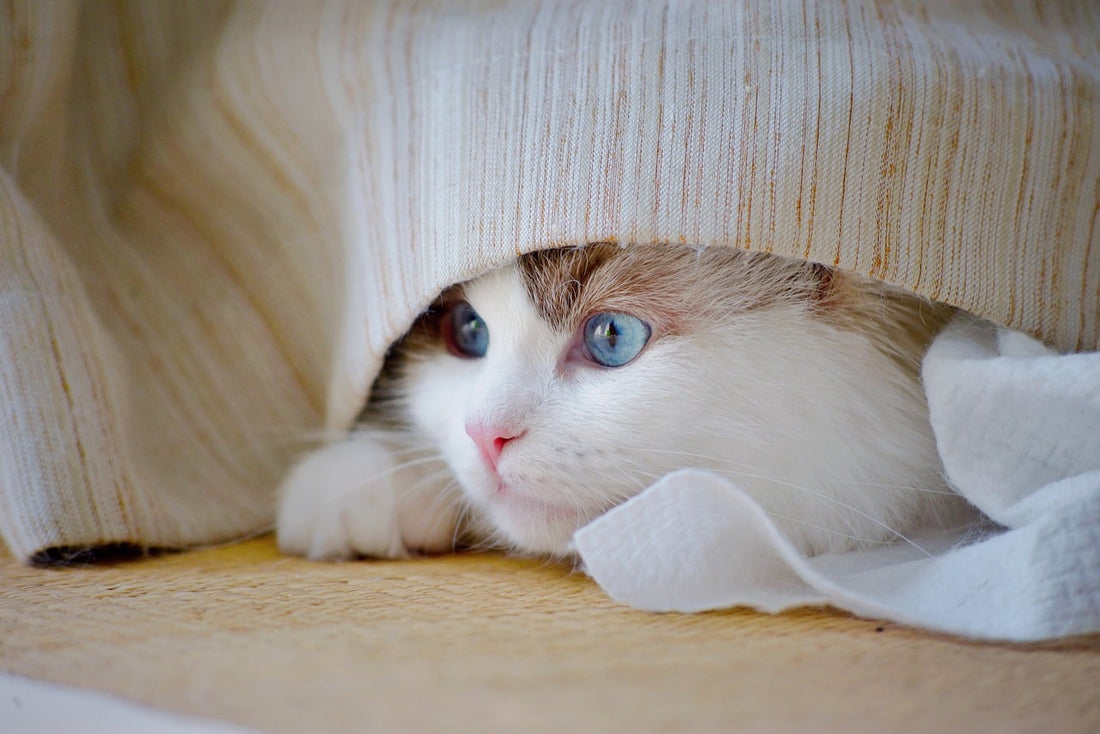What's hiding in there?