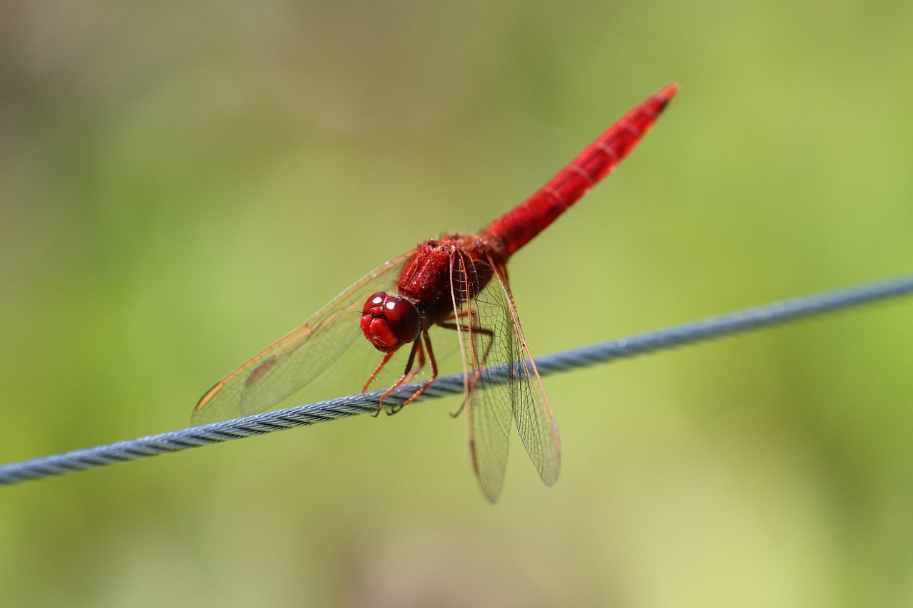 The risk of something new