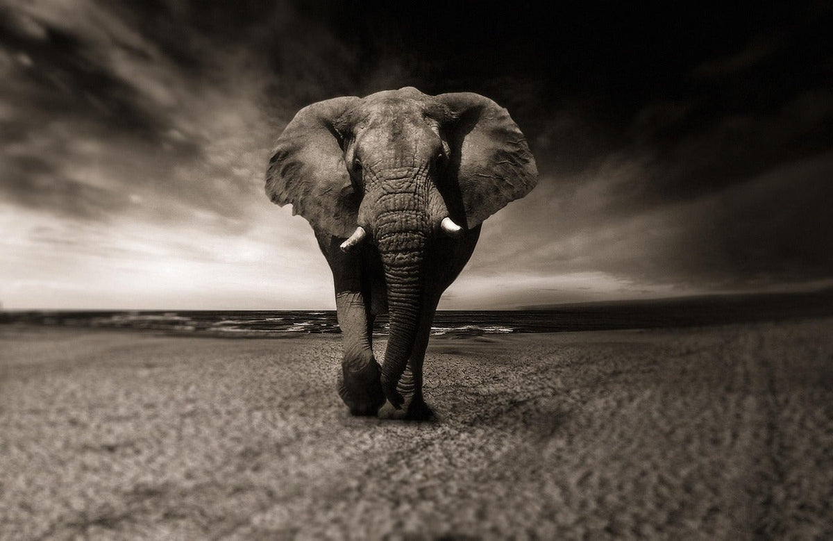 The elephant