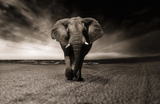 The elephant