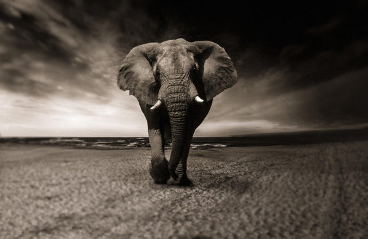 The elephant