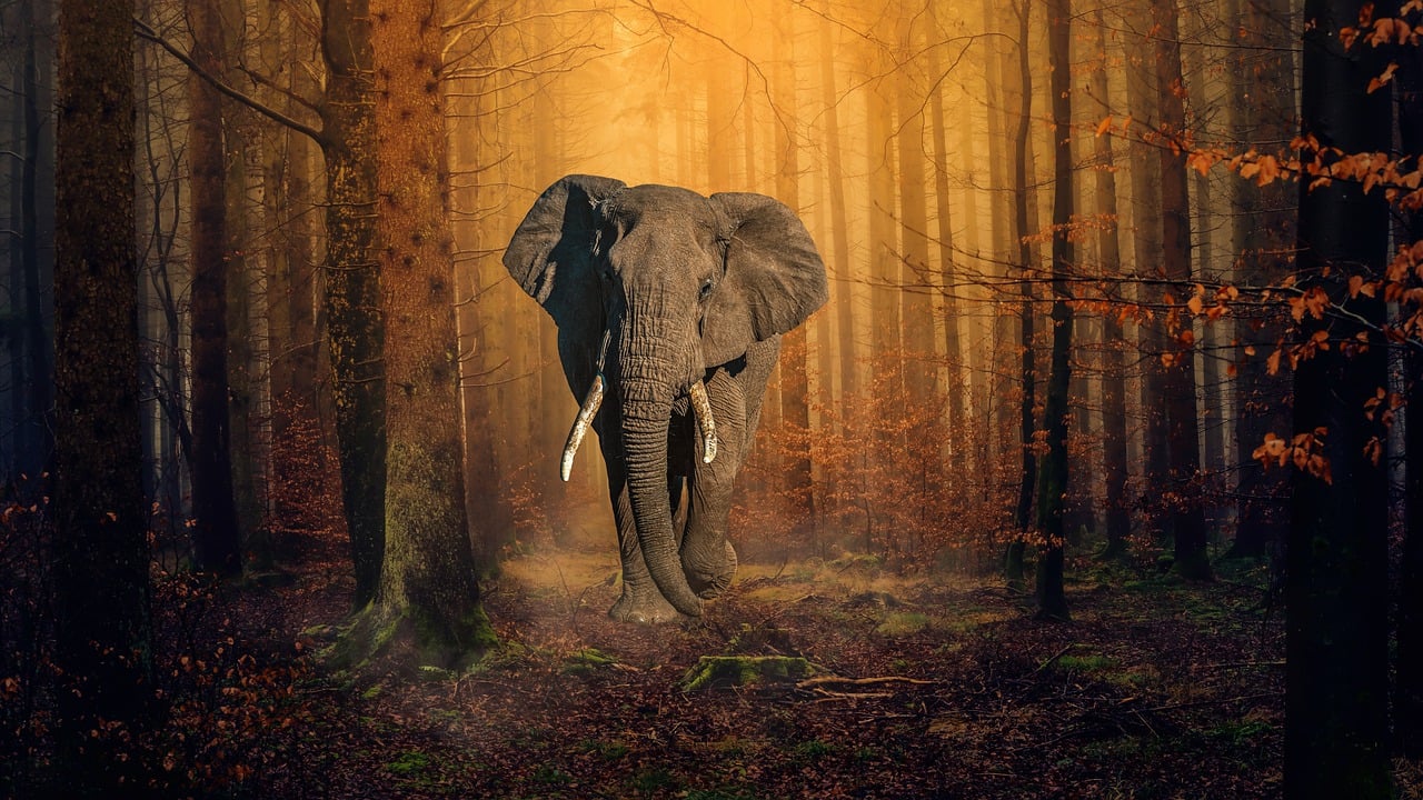 The elephant in the room