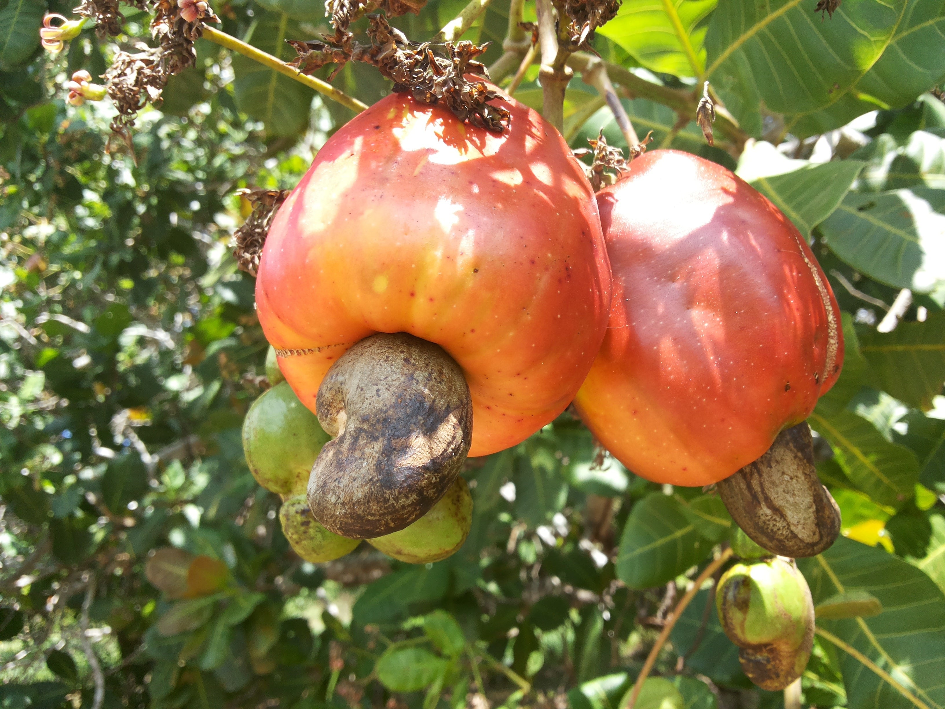 The cashew case