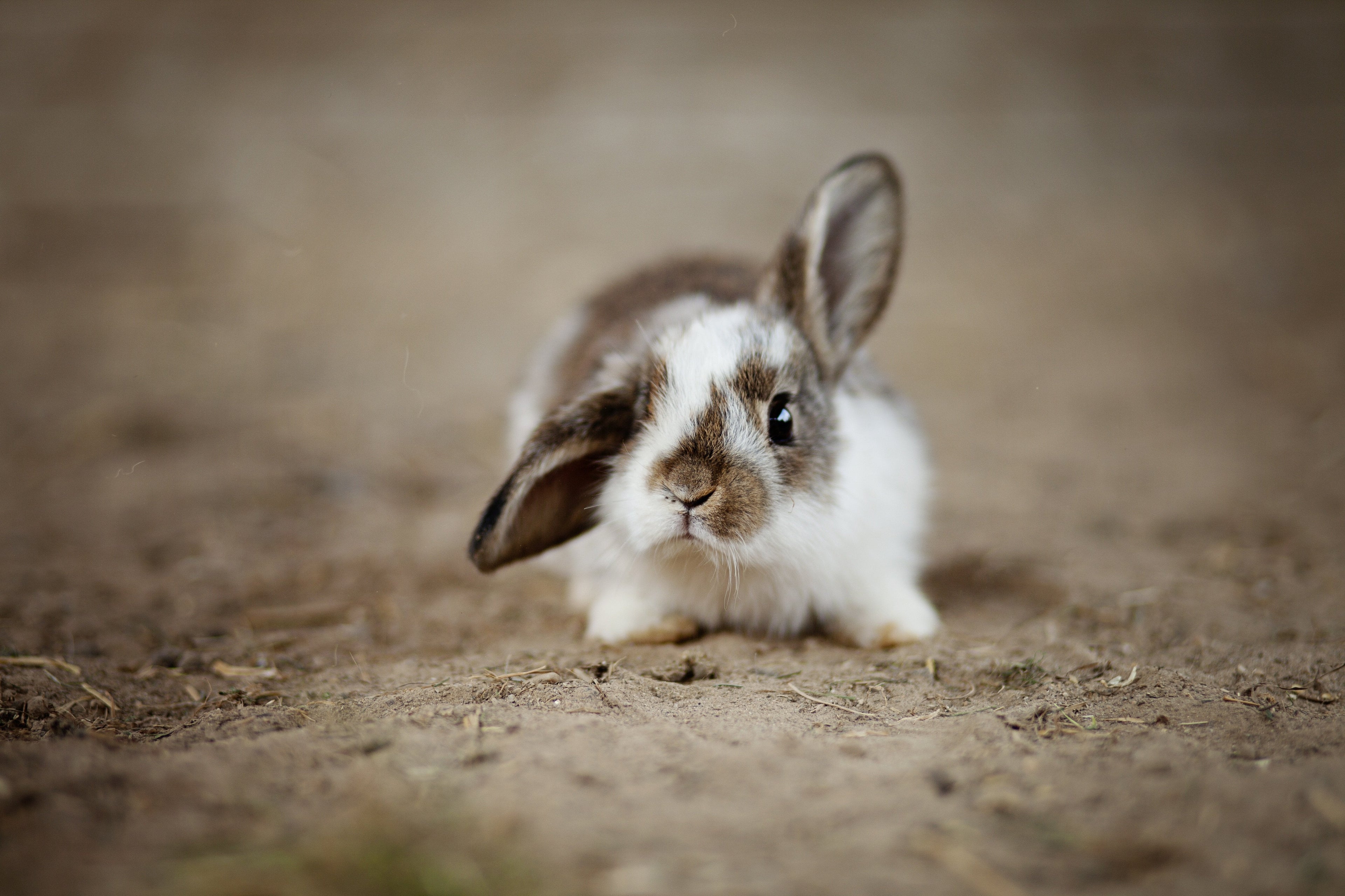 Ears