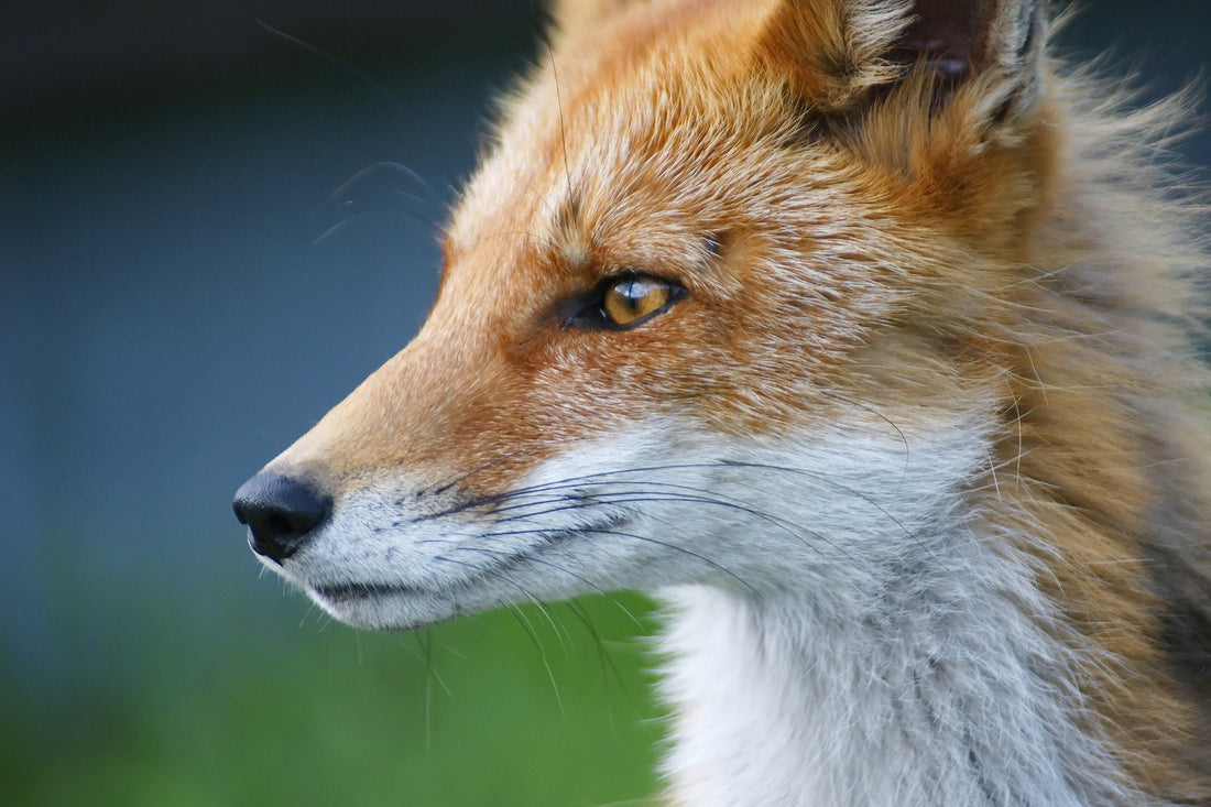 Foxes and hen houses