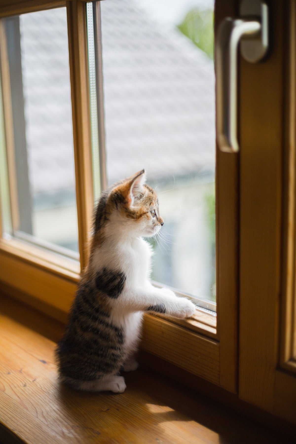 Pure windows