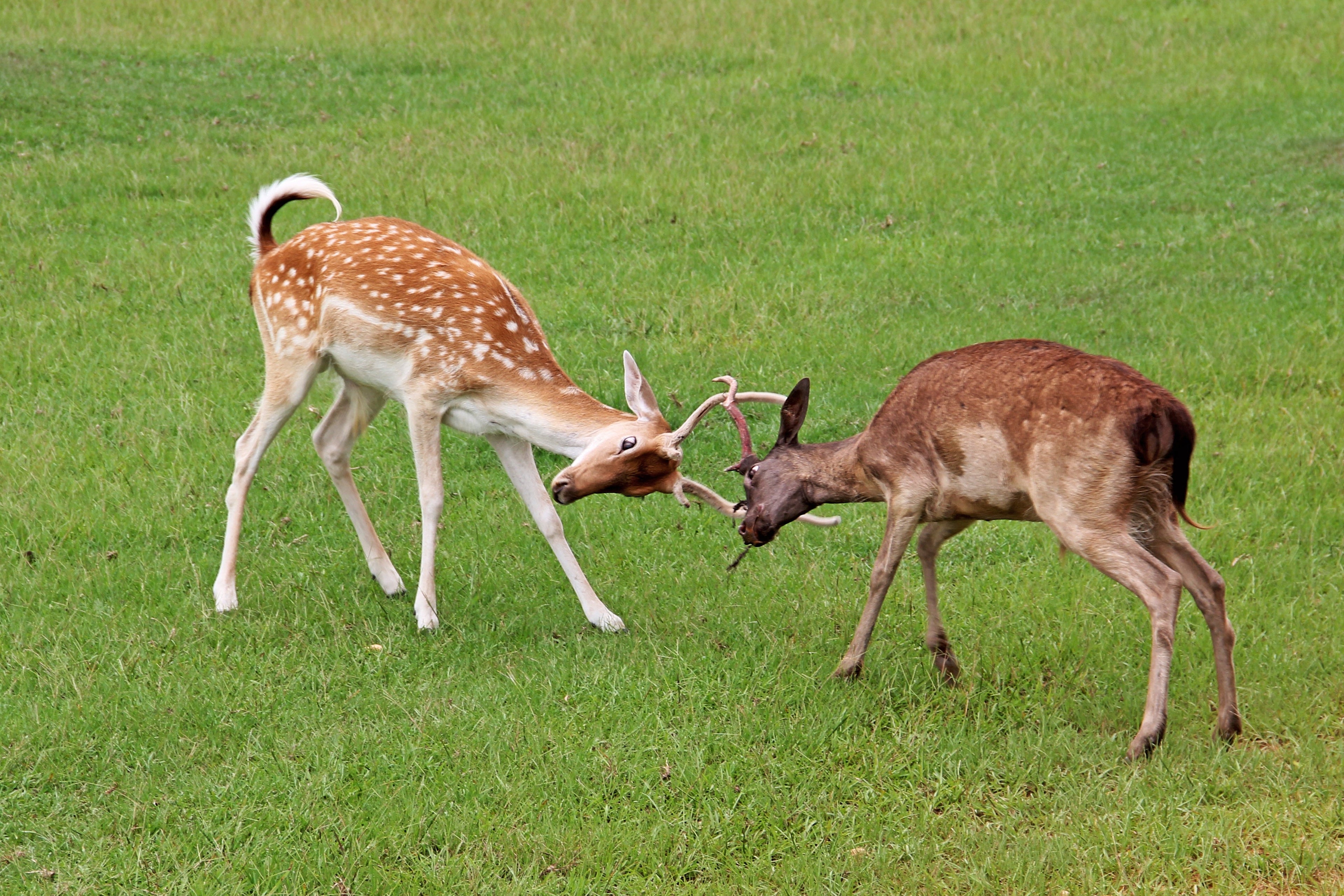 Picking a fight