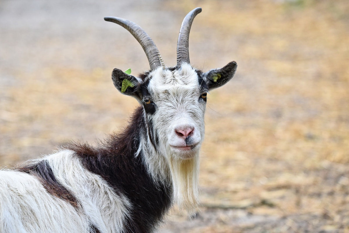 Getting goats