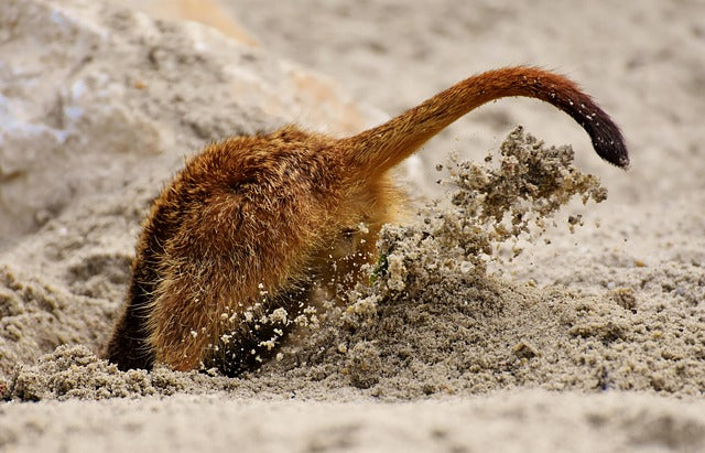 Digging Deeper