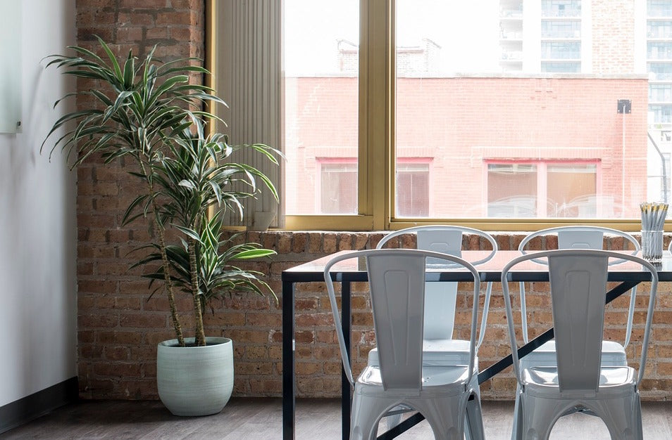 Are silk plants a secret weapon?