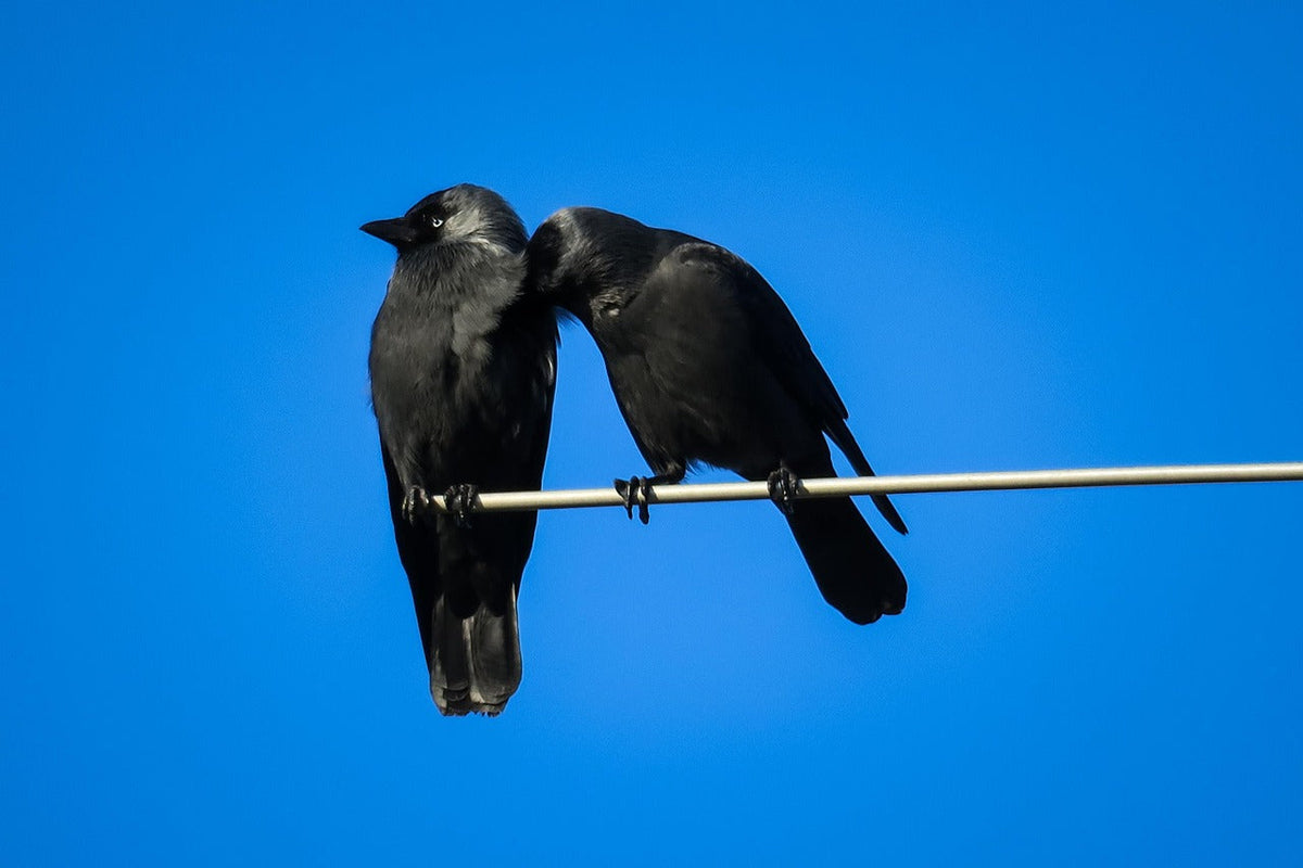 Trust