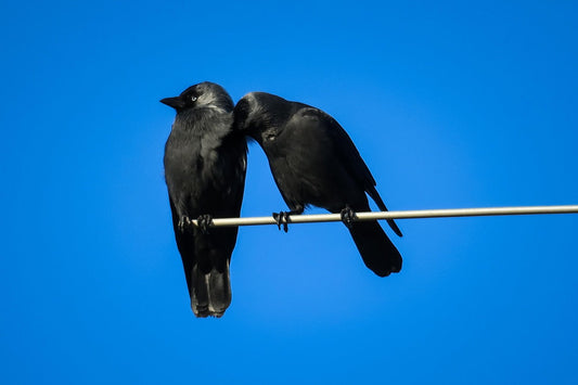 Trust