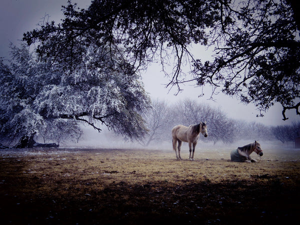 Winter Wonderland